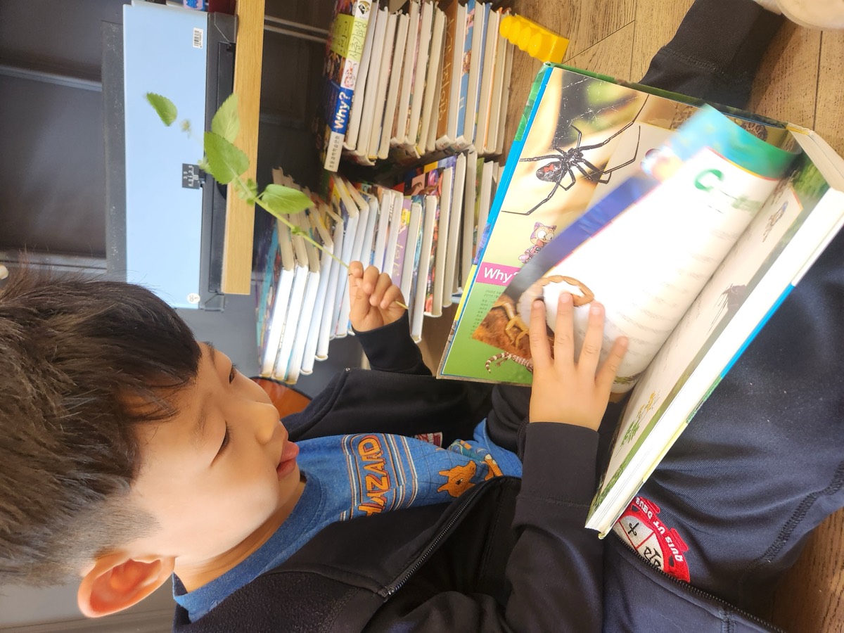 A boy reading an insect book with full focus