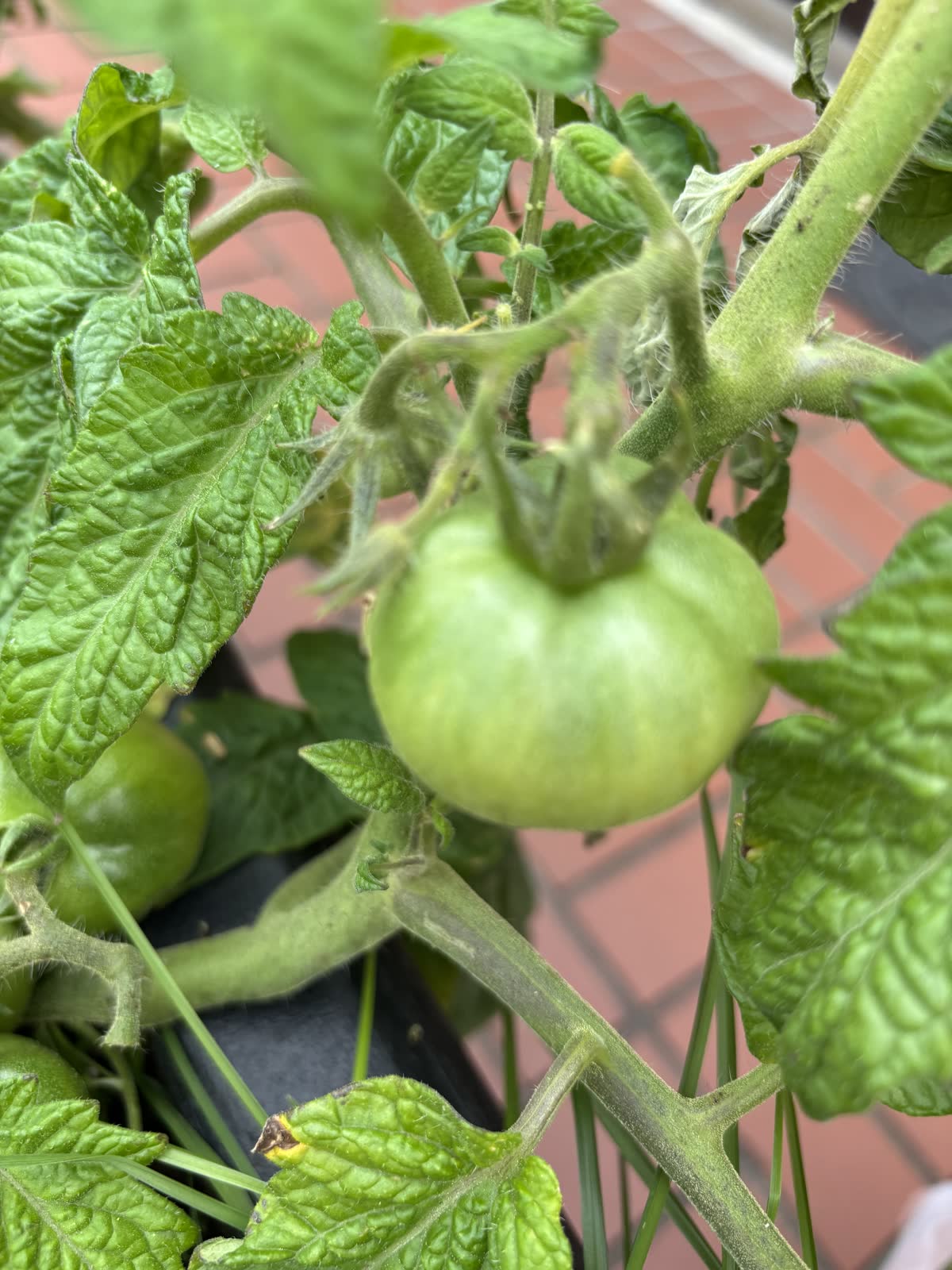A green tomato growing among the leaves