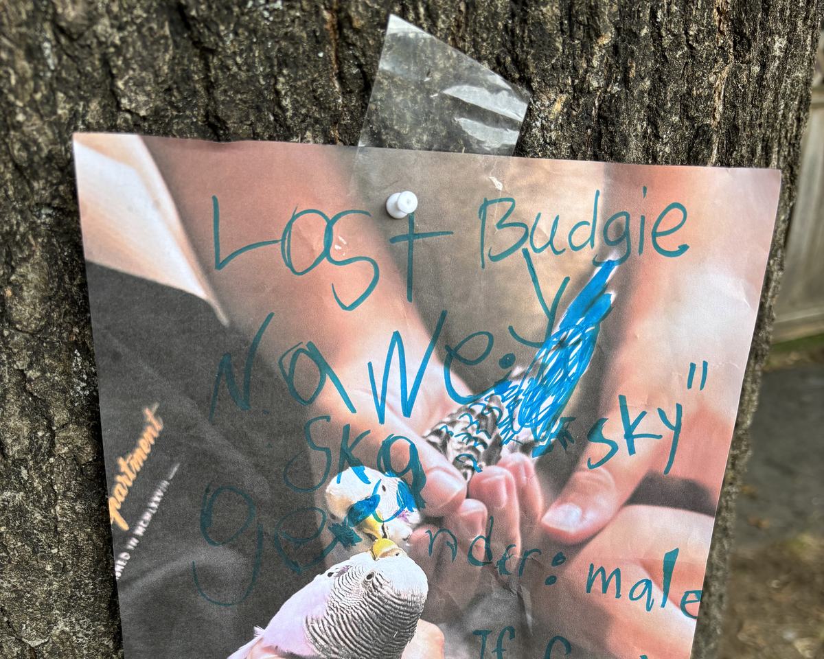 A hand-made LOST BUDGIE poster taped to a tree trunk, naming the bird Sky