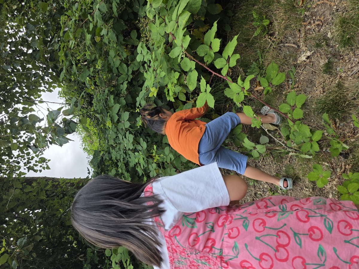 Kids reaching into the wild blackberry bushes along the trail