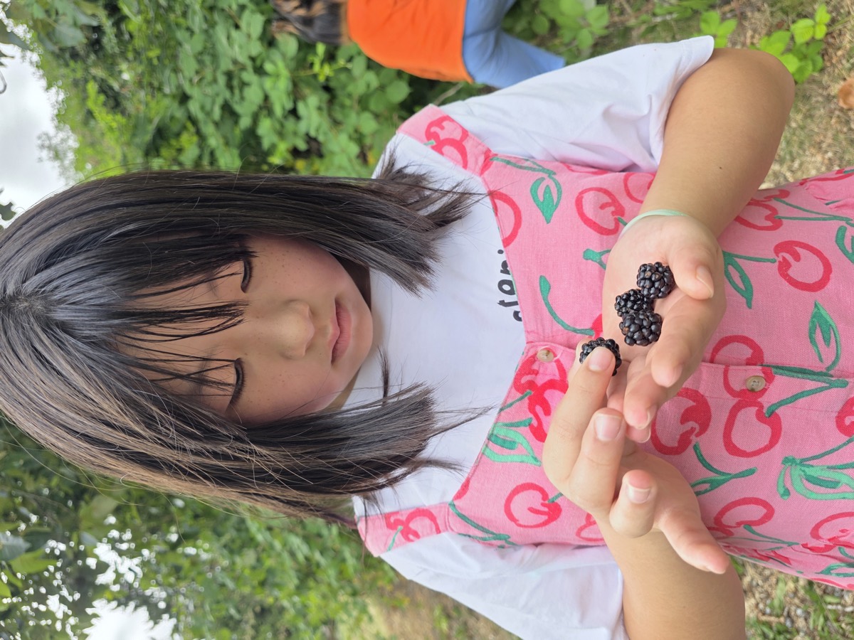 A girl looking at the fresh blackberries in her hand