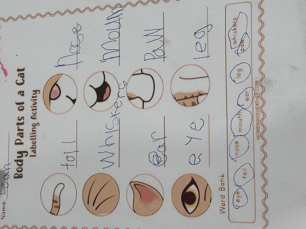 A completed Body Parts of a Cat labelling worksheet