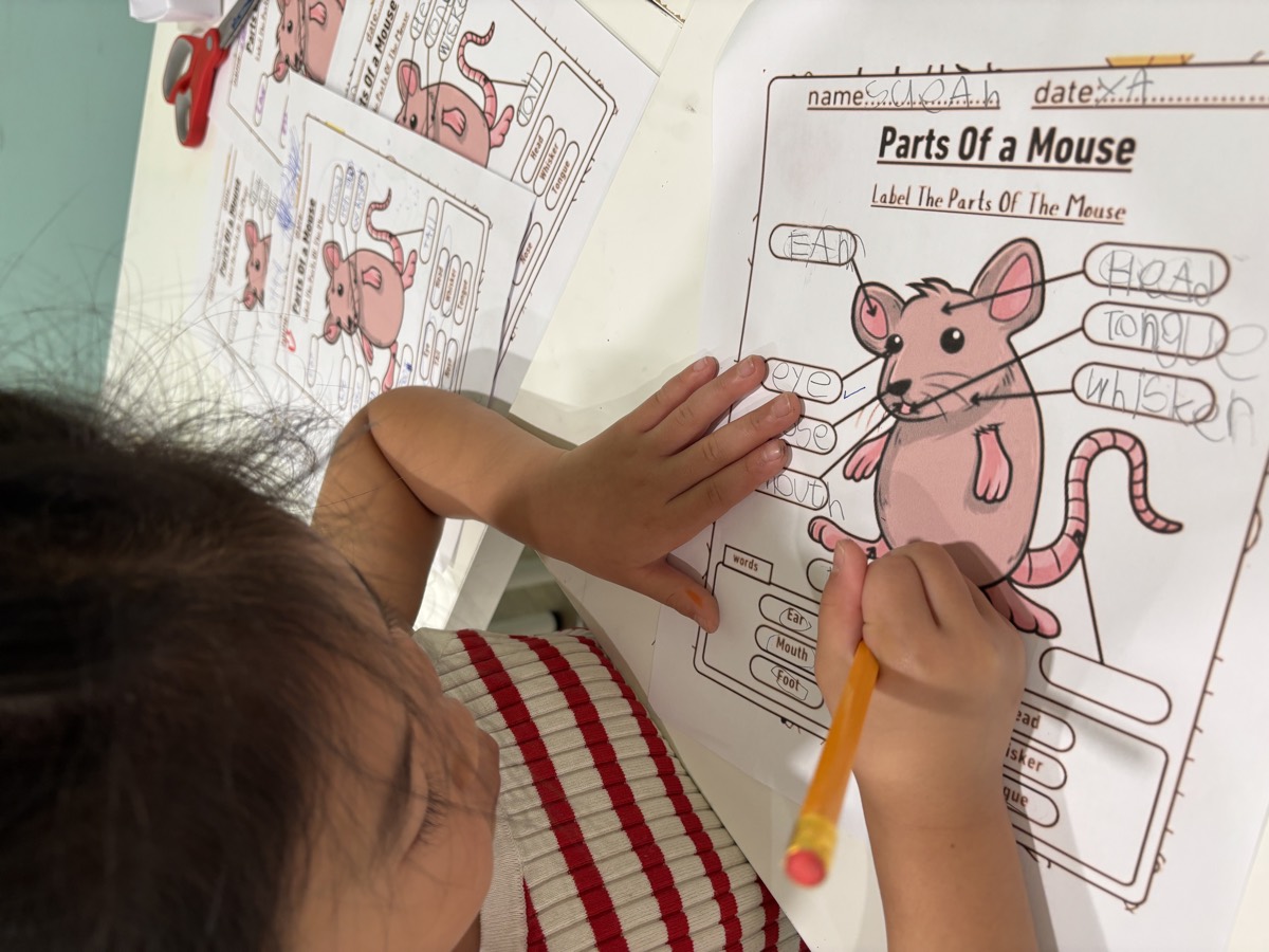 A close-up of a student labelling the Parts of a Mouse worksheet