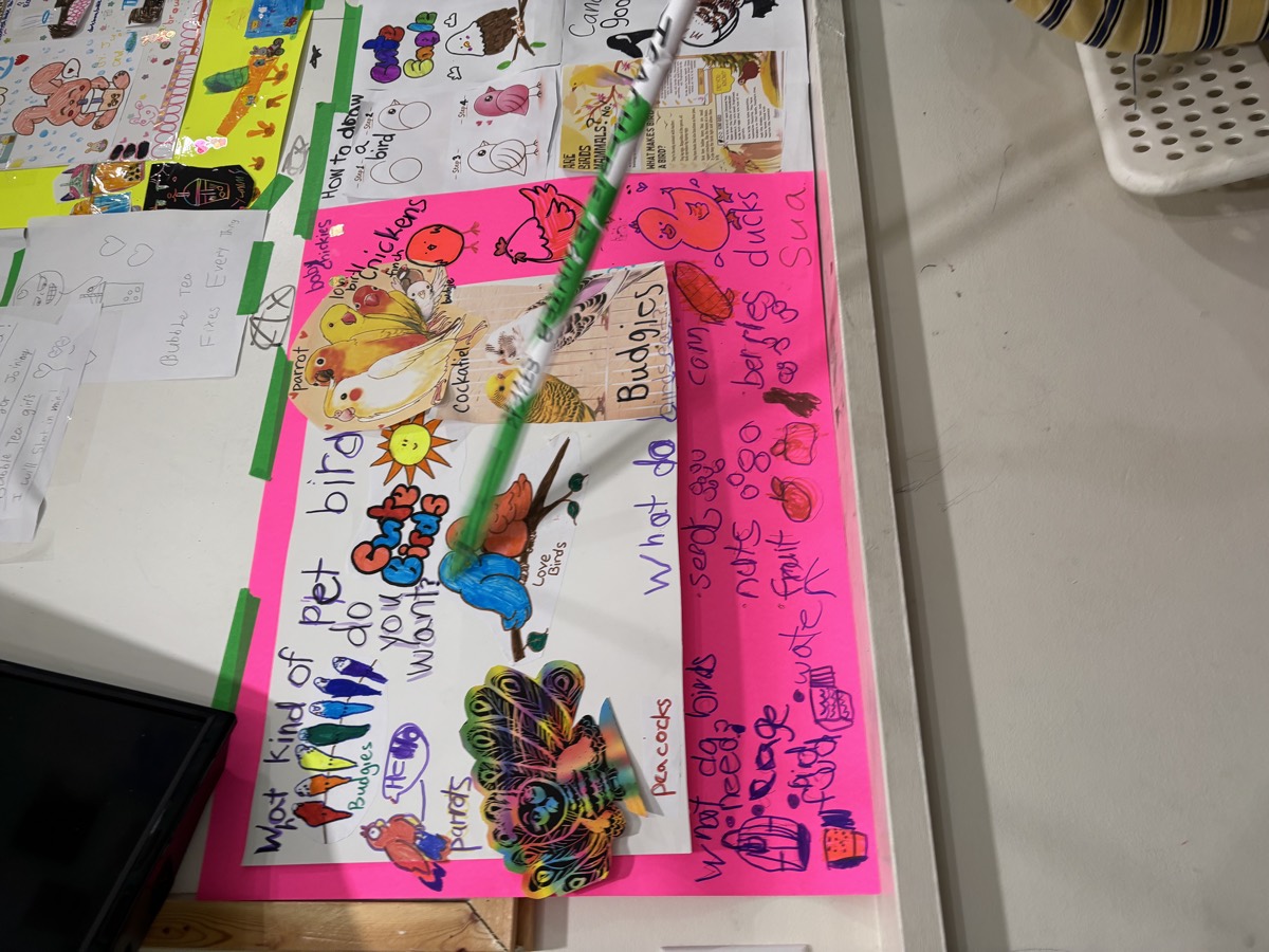 Close-up of the hand-drawn bird poster titled What kind of pet bird do you want, signed Sua