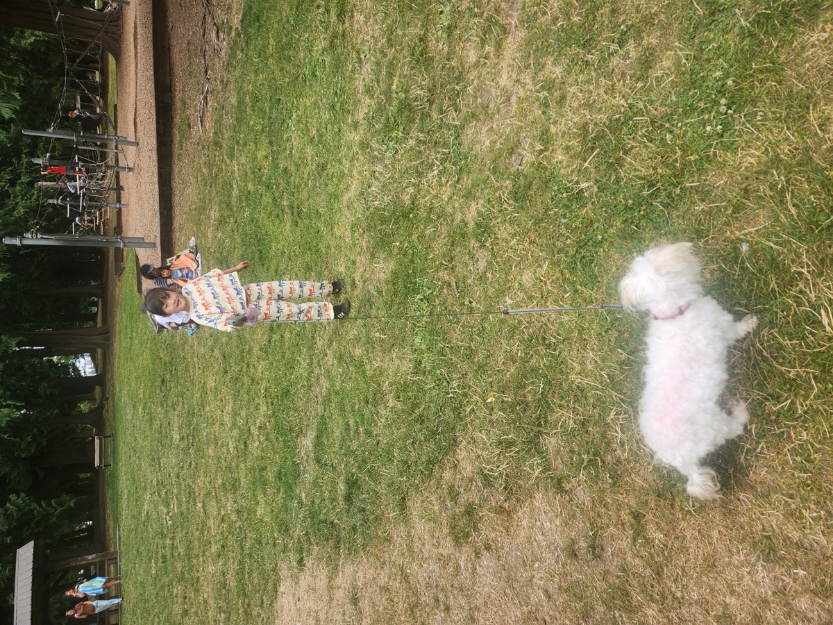 A child standing on the grass at the park with a small white dog running nearby