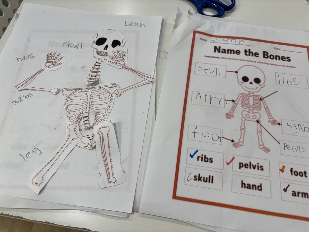 Two finished skeleton worksheets stacked on the desk, one with cut-out bone name labels arranged around a skeleton diagram